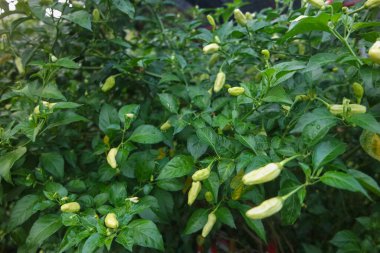 Sabah tarlada yeşil biber ağacı