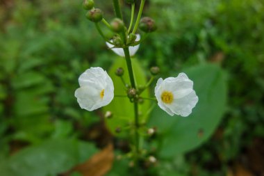 Meksika kılıç bitki ve flowers(Echinodorus palifolius) olarak da bilinen Melati hava.