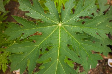 Papaya yaprakları, yeşil yaprak arka planı, Papaya yaprakları aynı zamanda sindirim sorunlarına karşı kullanışlı olan papen enzimleri içerir. bitkisel konsept