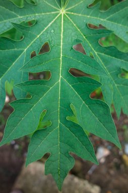Papaya yaprakları, yeşil yaprak arka planı, Papaya yaprakları aynı zamanda sindirim sorunlarına karşı kullanışlı olan papen enzimleri içerir. bitkisel konsept