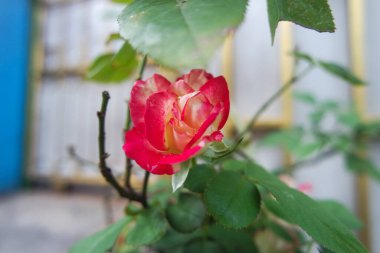 Kırmızı güllerin çalısı, yaz çiçekli arka plan