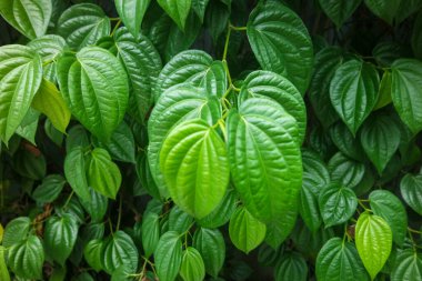 Tanaman Daun Sirih ya da Piper Betle kırsal ahşap duvarda. Genellikle geleneksel Endonezya tıbbı, aromatik ve dekoratif bitki olarak kullanılır..