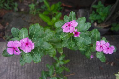 Yaklaş, Chataranthus Roseus 'un pembe çiçekleri. Pembe menekşe, yaşlı kız kurusu, yol kenarında tapak dara