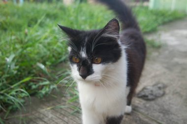 Siyah ve beyaz kedi parkta yürüyor