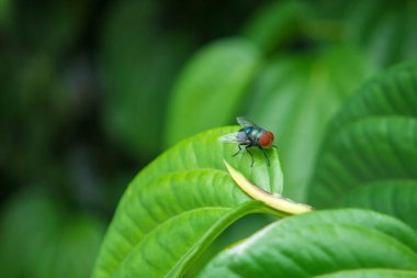 Yiyecek arayan bir et sineği (Sarcophagidae) bir bougainvillea yaprağına yerleşir.