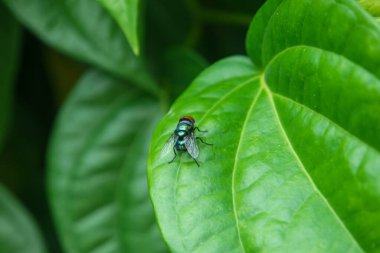 Yiyecek arayan bir et sineği (Sarcophagidae) bir bougainvillea yaprağına yerleşir.