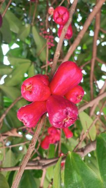 Taze olgun kırmızı gül elmaları, aynı zamanda jambu air Merah (Syzygium aqueum) olarak da bilinir.