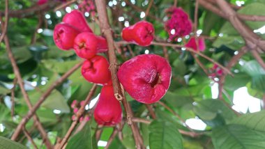 Taze olgun kırmızı gül elmaları, aynı zamanda jambu air Merah (Syzygium aqueum) olarak da bilinir.