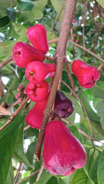 Taze olgun kırmızı gül elmaları, aynı zamanda jambu air Merah (Syzygium aqueum) olarak da bilinir.