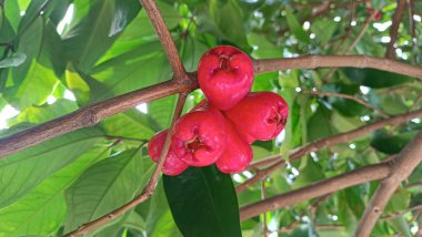 Taze olgun kırmızı gül elmaları, aynı zamanda jambu air Merah (Syzygium aqueum) olarak da bilinir.