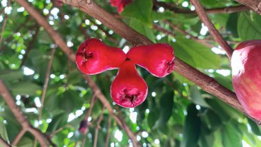 Taze olgun kırmızı gül elmaları, aynı zamanda jambu air Merah (Syzygium aqueum) olarak da bilinir.