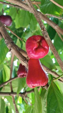 Taze olgun kırmızı gül elmaları, aynı zamanda jambu air Merah (Syzygium aqueum) olarak da bilinir.