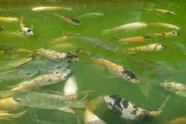 Tilapia balığı çiftlikte ikan nila
