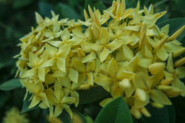 Asoka Kuning 'i ya da Latince adı Ixora Chinensis' i kapatın. Seçici odak.