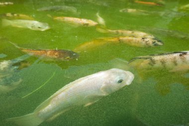 Tilapia balığı çiftlikte ikan nila