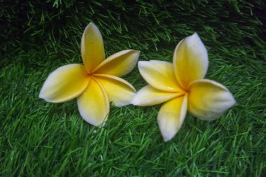 Su ve ahşap üzerinde Frangipani çiçeği de arka plan amacı için.