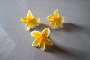 Su ve ahşap üzerinde Frangipani çiçeği de arka plan amacı için.