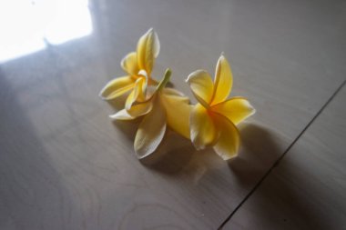 Su ve ahşap üzerinde Frangipani çiçeği de arka plan amacı için.