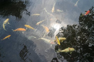 Summarecon Bekasi 'deki yerel bir tapınağın göletindeki büyük koi balığı.