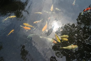 Summarecon Bekasi 'deki yerel bir tapınağın göletindeki büyük koi balığı.