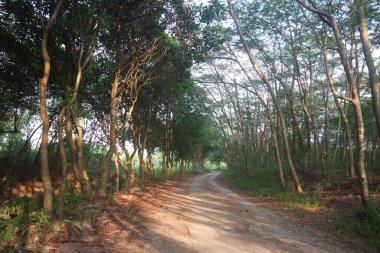 Yeşil bir ormanda bir patika kıvrılır.