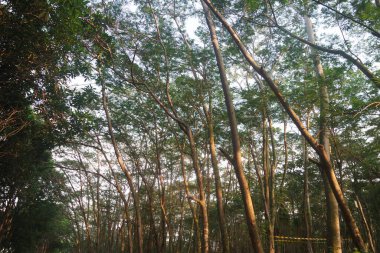 Baharın başlarında Kayın Ağaçları Ormanı, aşağıdan taze yeşil yapraklar.