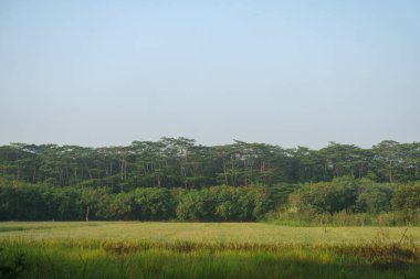Baharın başlarında Kayın Ağaçları Ormanı, aşağıdan taze yeşil yapraklar.