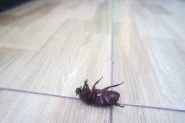 Kumbang badak - Boynuzlu böcekler - Hindistan cevizi böcekleri