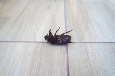 Kumbang badak - Boynuzlu böcekler - Hindistan cevizi böcekleri