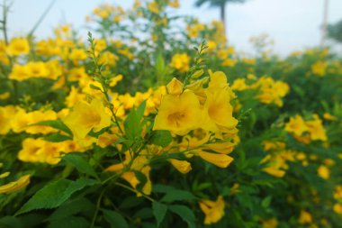 Sarı Elder, Magnoliophyta, Angiospermae Altın Trompet Çiçeği, Ellow Elder, Trumpetbush, Tecoma stans