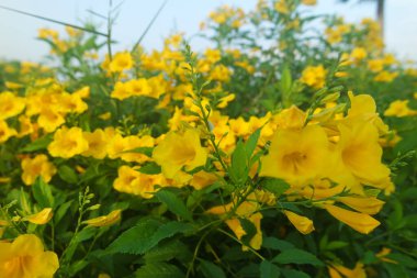 Sarı Elder, Magnoliophyta, Angiospermae Altın Trompet Çiçeği, Ellow Elder, Trumpetbush, Tecoma stans
