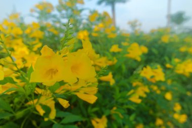 Yellow Elder, Magnoliophyta, Angiospermae Gold Yellow color trumpet flower, ellow elder, Trumpetbush, Tecoma stans clipart