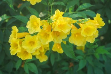 Sarı Elder, Magnoliophyta, Angiospermae Altın Trompet Çiçeği, Ellow Elder, Trumpetbush, Tecoma stans