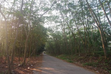 Yeşil bir ormanda bir patika kıvrılır.