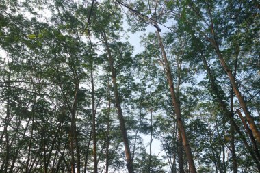 Baharın başlarında Kayın Ağaçları Ormanı, aşağıdan taze yeşil yapraklar.