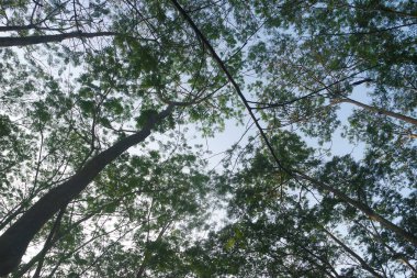 Baharın başlarında Kayın Ağaçları Ormanı, aşağıdan taze yeşil yapraklar.