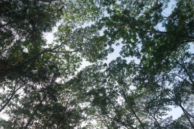 Baharın başlarında Kayın Ağaçları Ormanı, aşağıdan taze yeşil yapraklar.