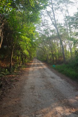 Yeşil bir ormanda bir patika kıvrılır.