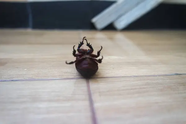 stock image kumbang badak - Horned beetles - coconut beetles