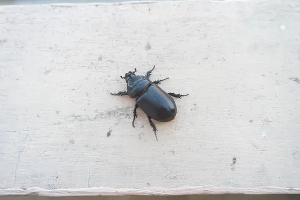 stock image kumbang badak - Horned beetles - coconut beetles