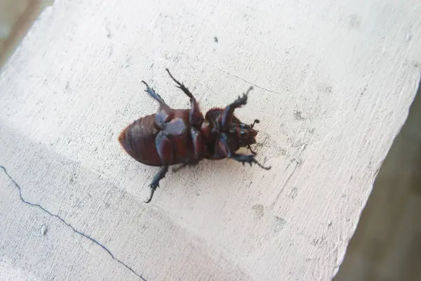 stock image kumbang badak - Horned beetles - coconut beetles