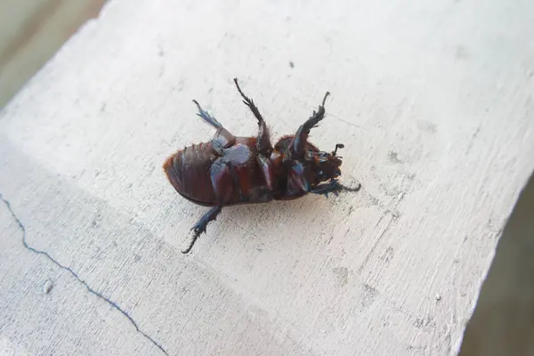 stock image kumbang badak - Horned beetles - coconut beetles