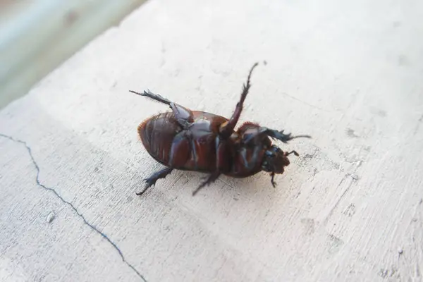 stock image kumbang badak - Horned beetles - coconut beetles