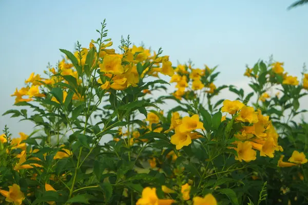 Stock image Yellow Elder, Magnoliophyta, Angiospermae Gold Yellow color trumpet flower, ellow elder, Trumpetbush, Tecoma stans