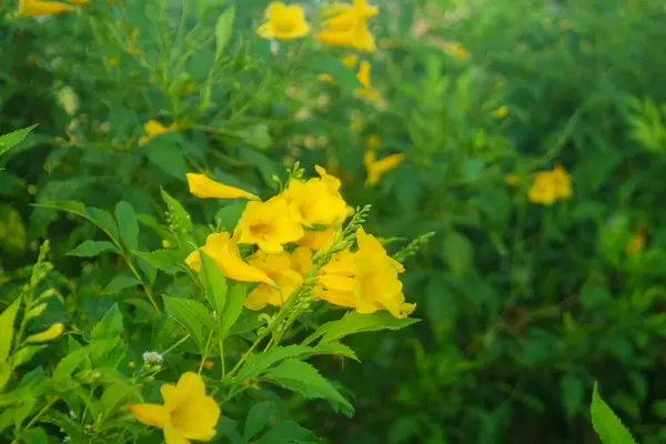 stock image Yellow Elder, Magnoliophyta, Angiospermae Gold Yellow color trumpet flower, ellow elder, Trumpetbush, Tecoma stans