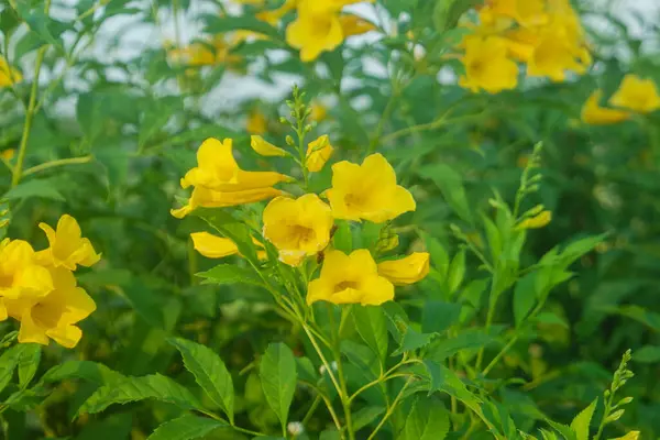 stock image Yellow Elder, Magnoliophyta, Angiospermae Gold Yellow color trumpet flower, ellow elder, Trumpetbush, Tecoma stans