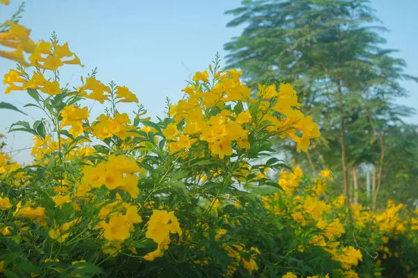 stock image Yellow Elder, Magnoliophyta, Angiospermae Gold Yellow color trumpet flower, ellow elder, Trumpetbush, Tecoma stans