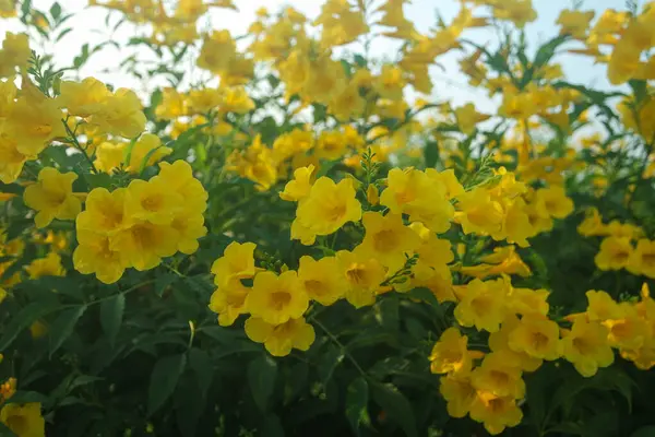 stock image Yellow Elder, Magnoliophyta, Angiospermae Gold Yellow color trumpet flower, ellow elder, Trumpetbush, Tecoma stans