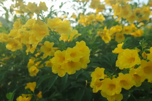 stock image Yellow Elder, Magnoliophyta, Angiospermae Gold Yellow color trumpet flower, ellow elder, Trumpetbush, Tecoma stans