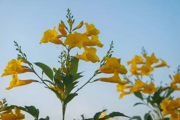 stock image Yellow Elder, Magnoliophyta, Angiospermae Gold Yellow color trumpet flower, ellow elder, Trumpetbush, Tecoma stans